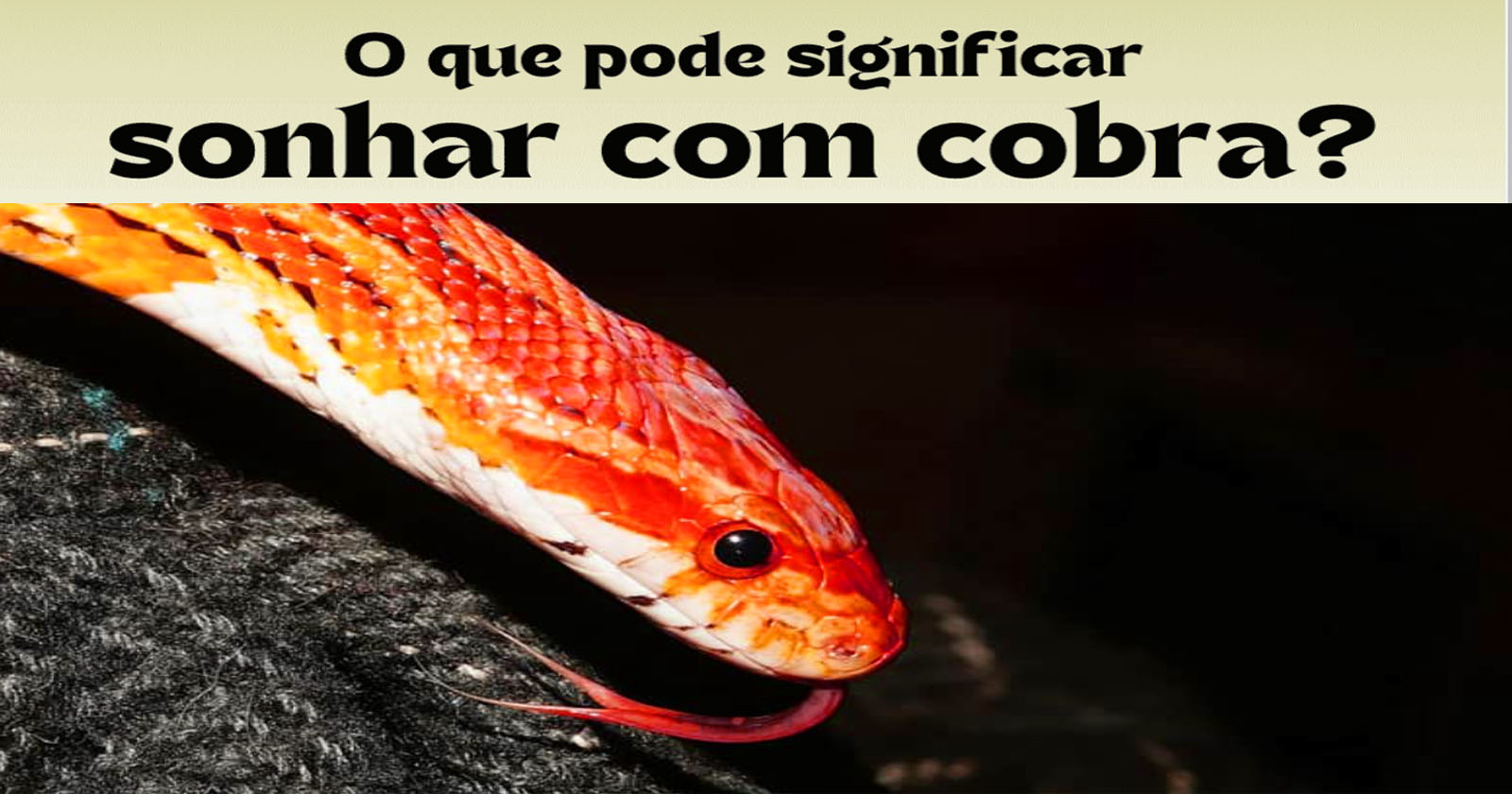 Sonhar com cobra: o que significa e seu simbolismo